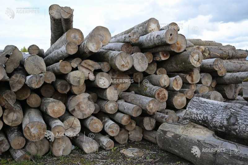 IGPR: Peste 5.300 de dosare penale și 1.200 de persoane cercetate pentru nereguli la domeniul silvic, în 6 luni