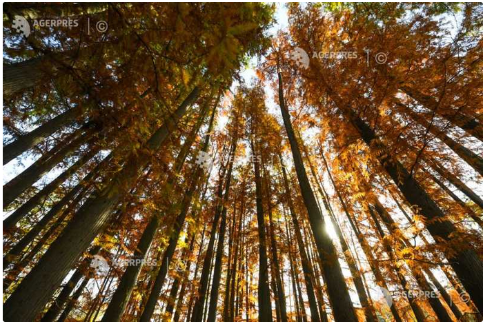 Greenpeace Romania stages protest outside IKEA store over alleged links to logging in ancient forests
